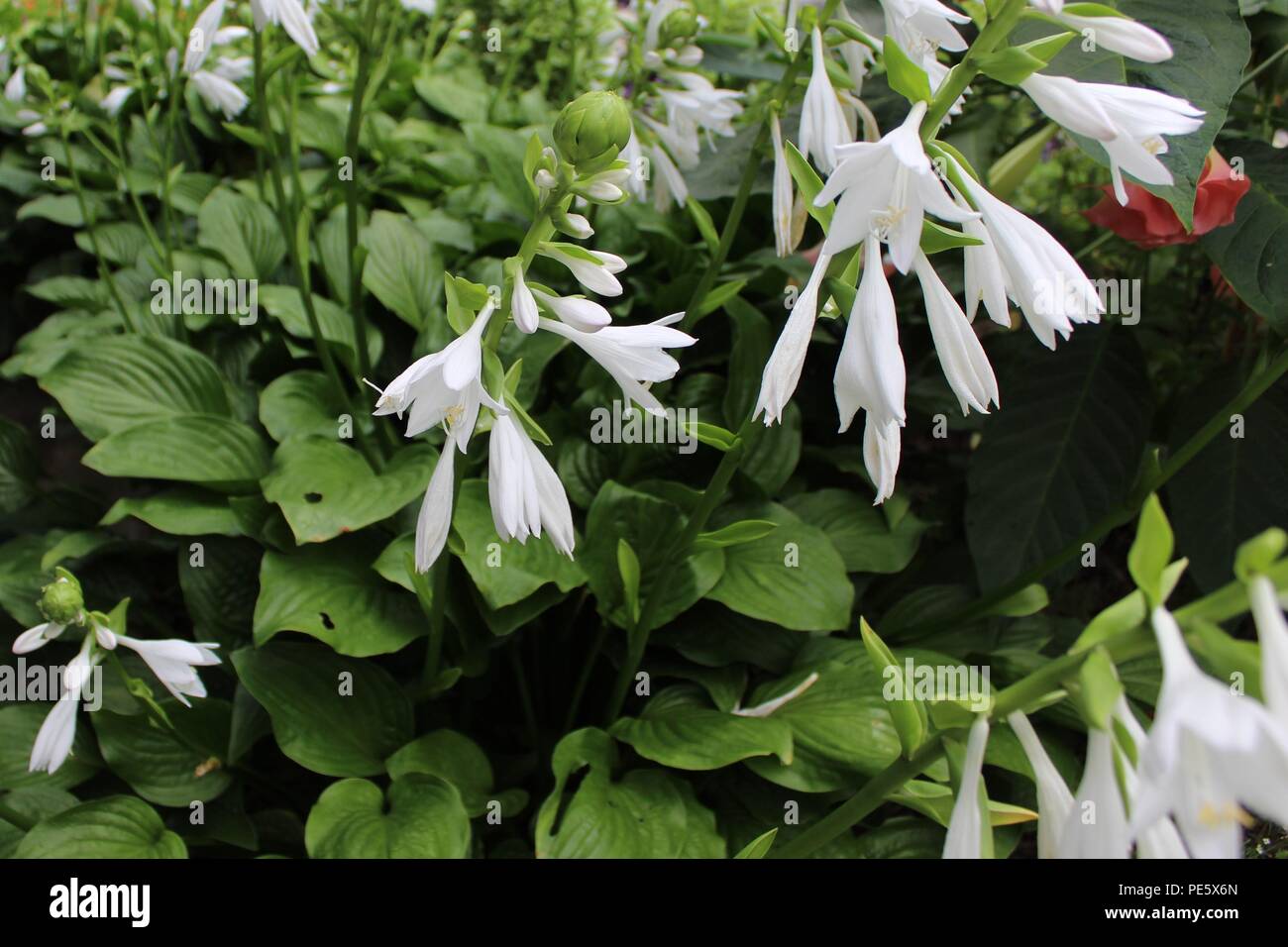 Stem with leaves and flower buds hi-res stock photography and images ...