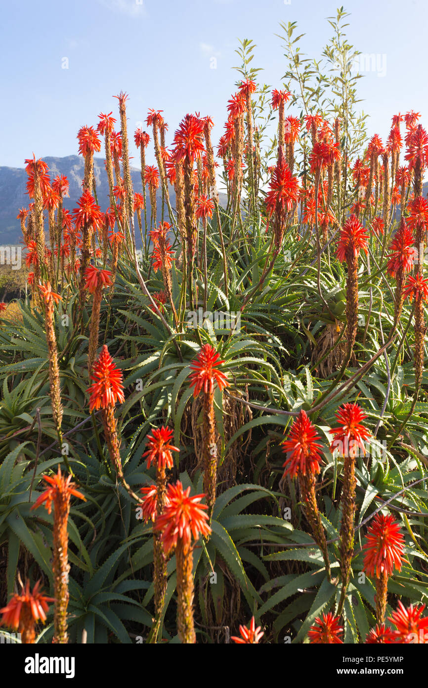 Aloe flowers on plant in full bloom during Winter season in Cape ...