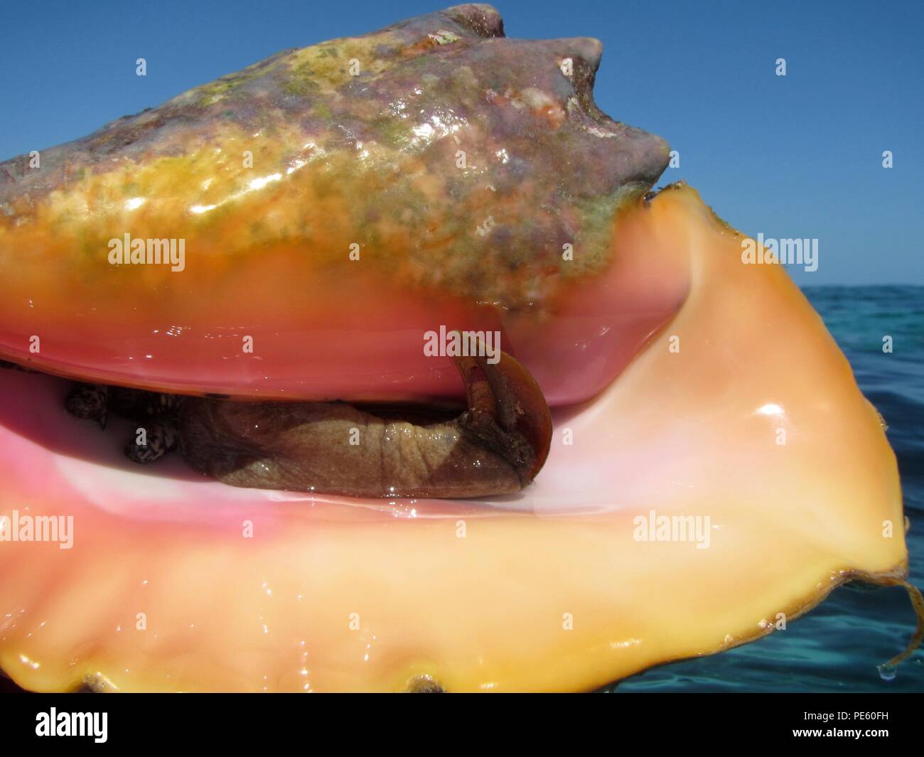 A queen conch a huge marine snail and local delicacy in Belize Stock Photo