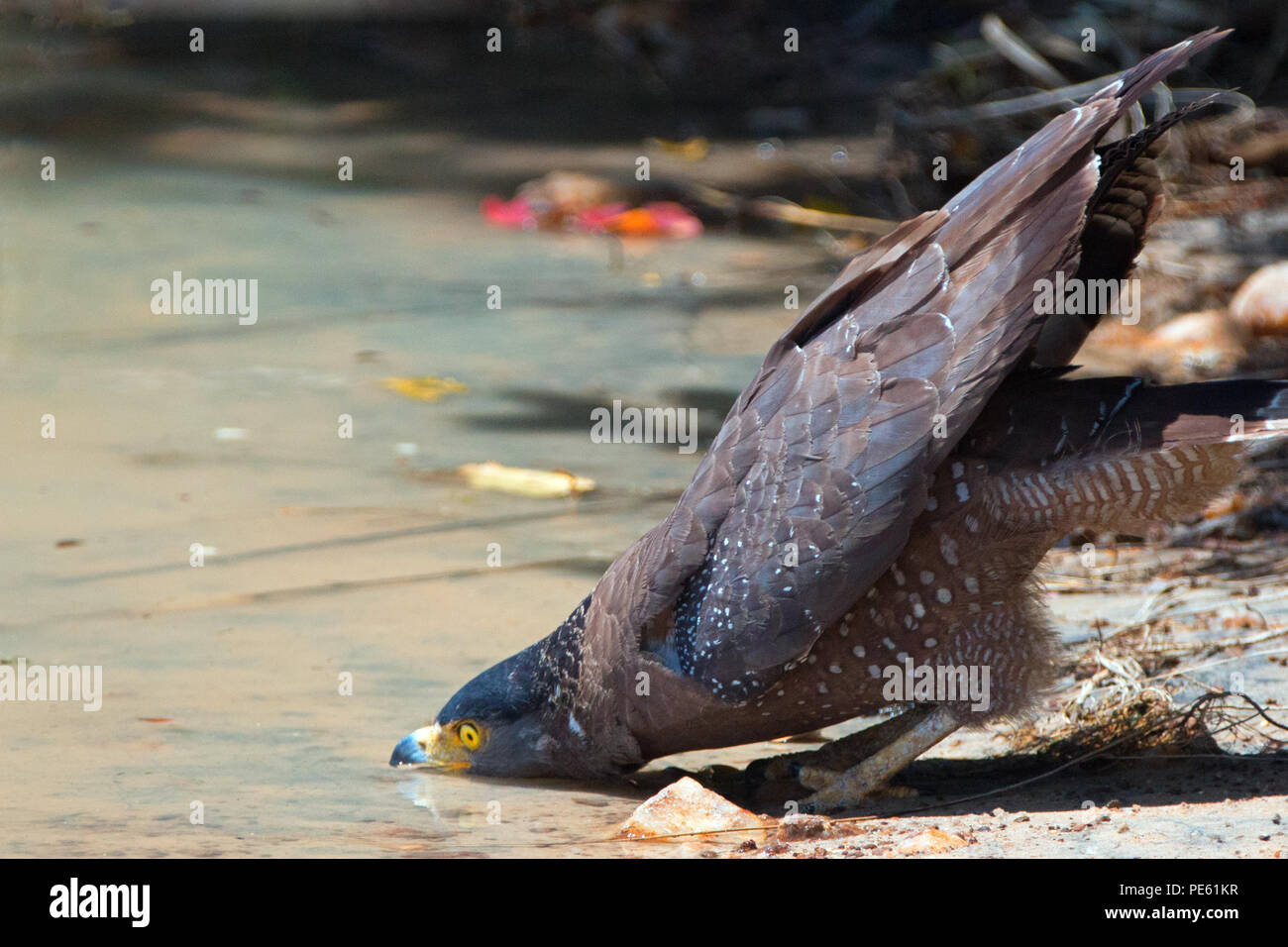 Crested serpent eagle drinking water in Wilpattu National Park in Sri