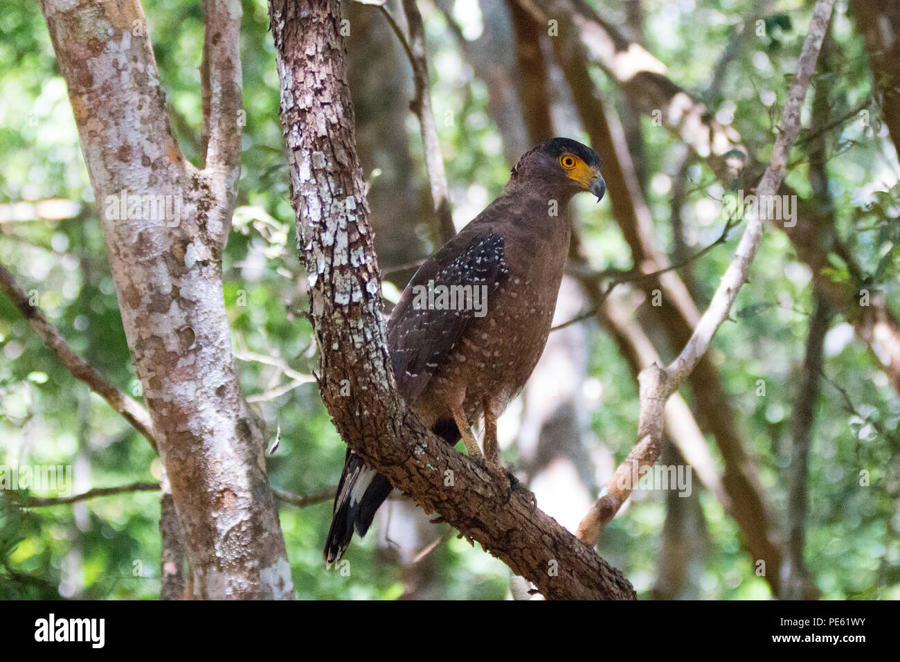 Andaman serpent eagle hi-res stock photography and images - Alamy
