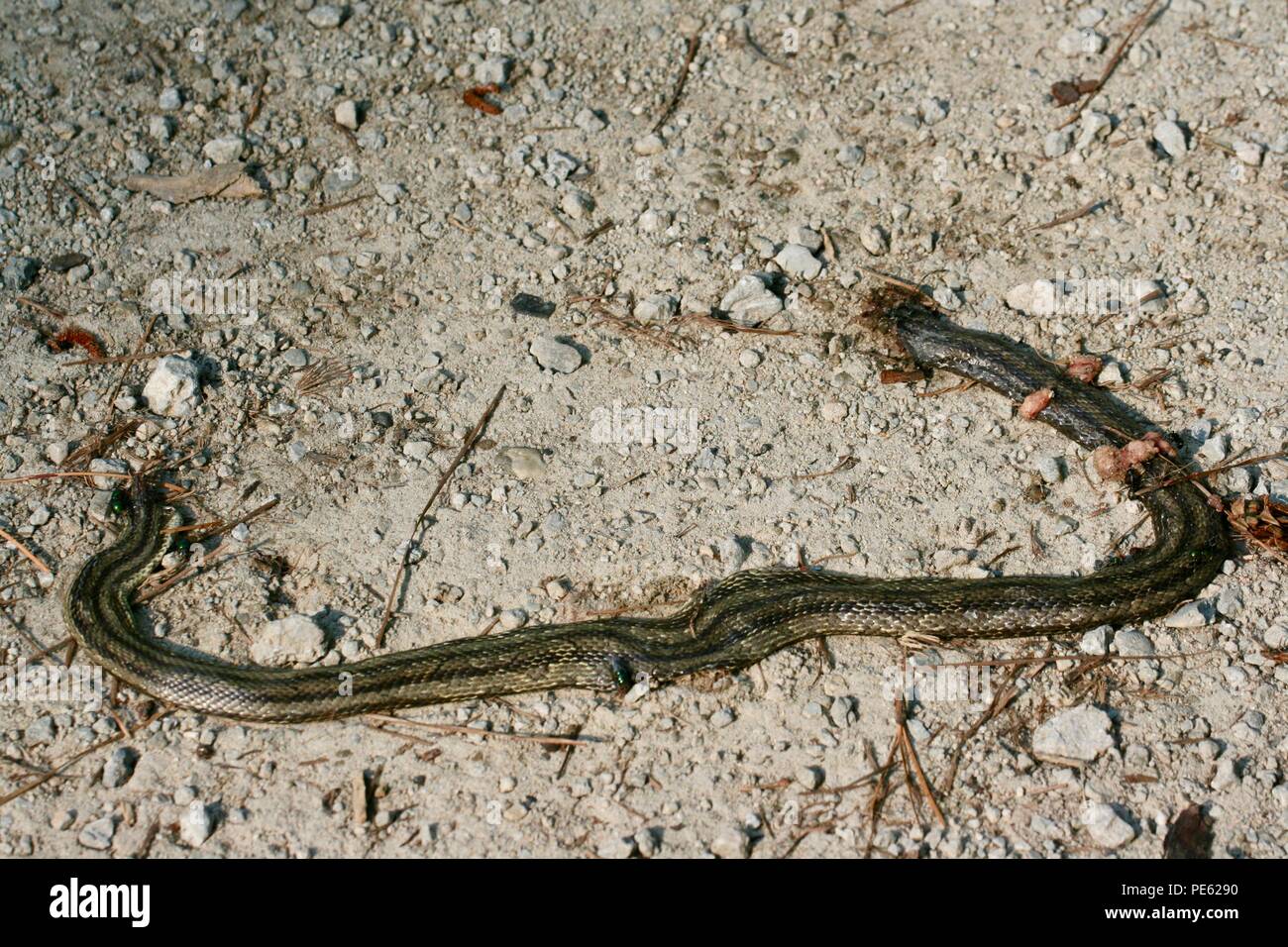 Dead snake on the side of a dirt road Stock Photo