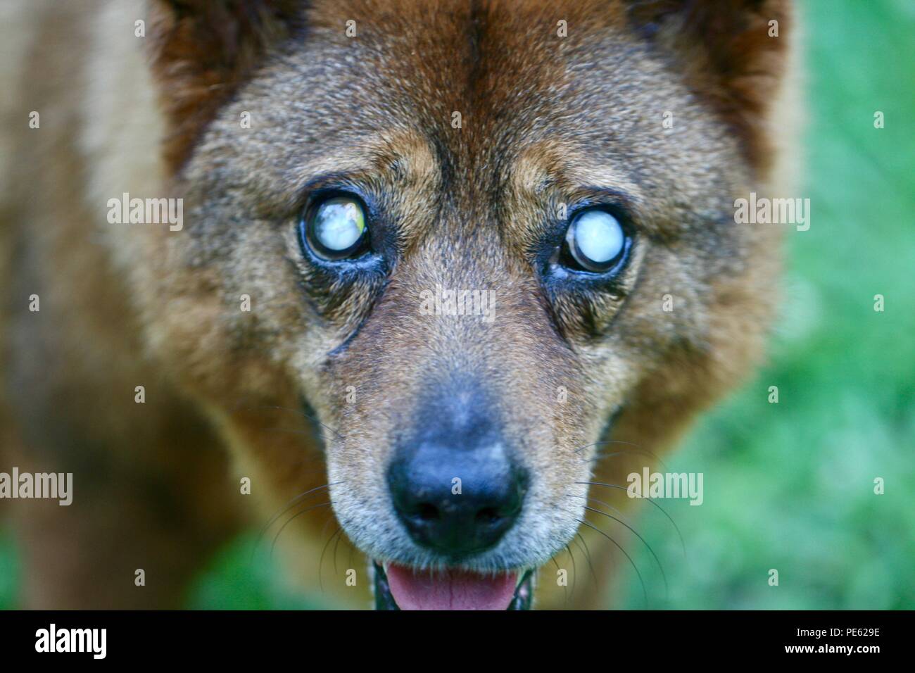 Blind Dog Stock Photo