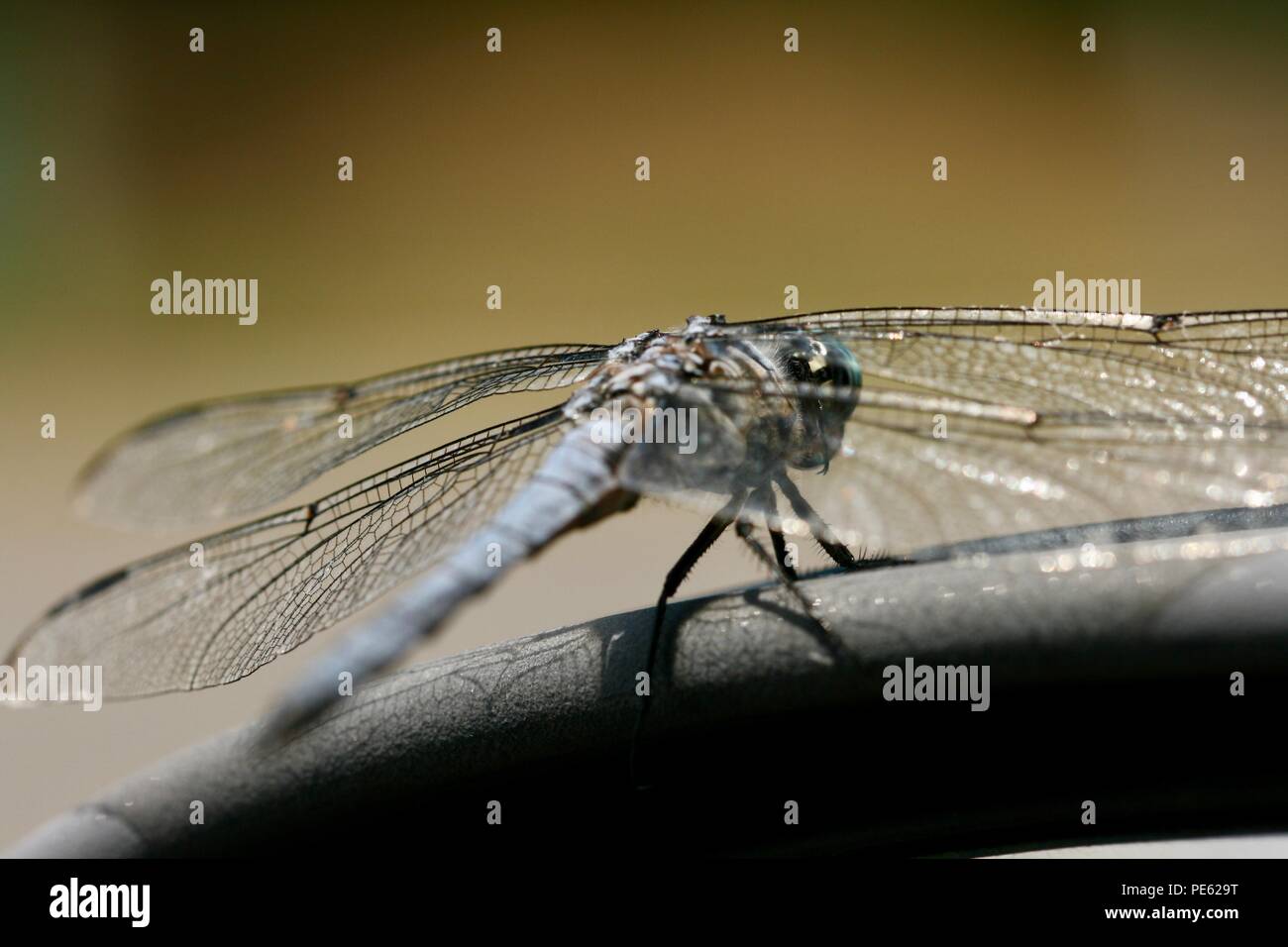 Close up of a full body dragon fly Stock Photo