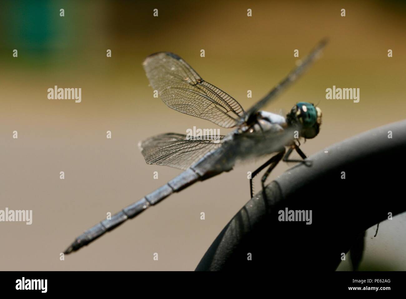 Close up of a full body dragon fly Stock Photo