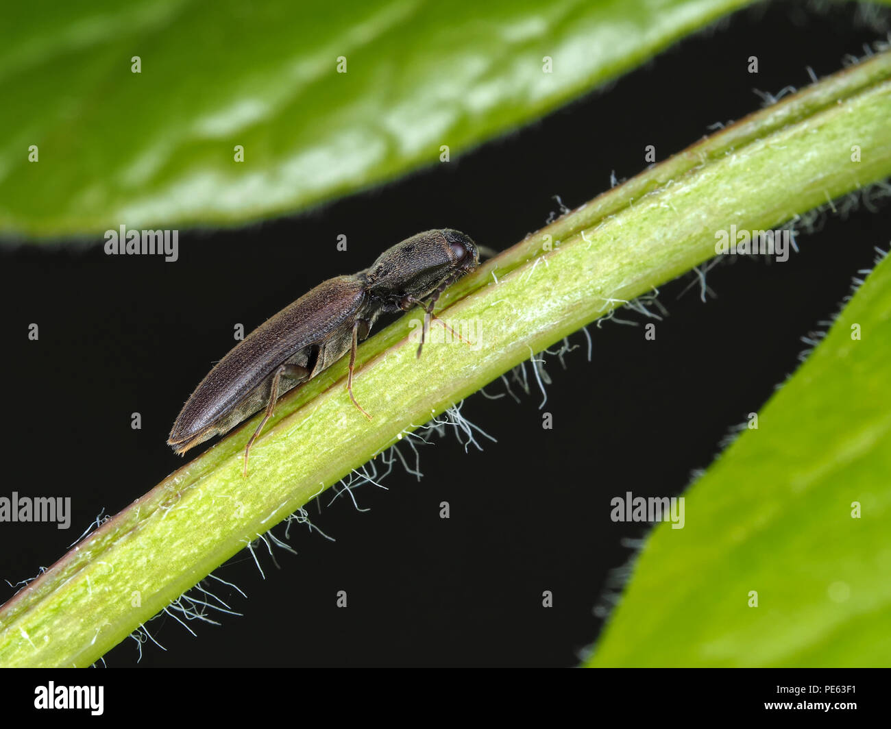 Black click beetle (Elateridae), side view Stock Photo