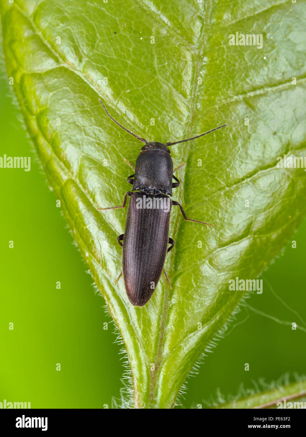 Black click beetle (Elateridae) on a green leaf, dorsal view Stock Photo