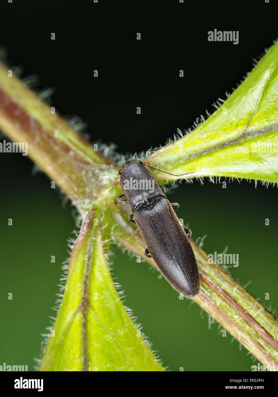Black click beetle (Elateridae), dorsal view Stock Photo
