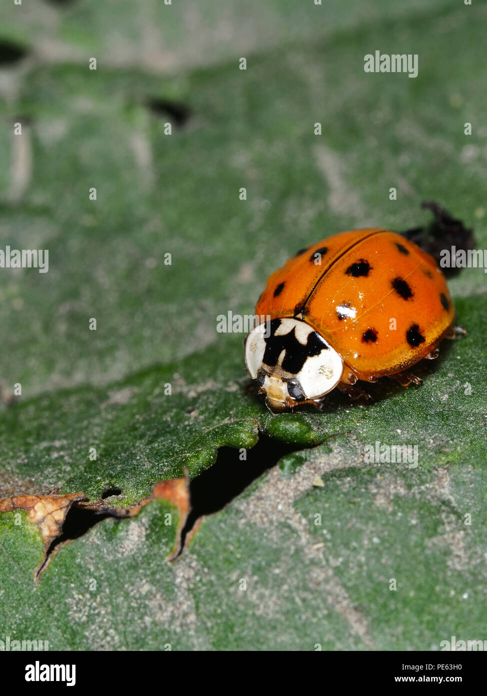 Asian ladybeetle - Harmonia axyridis Stock Photo