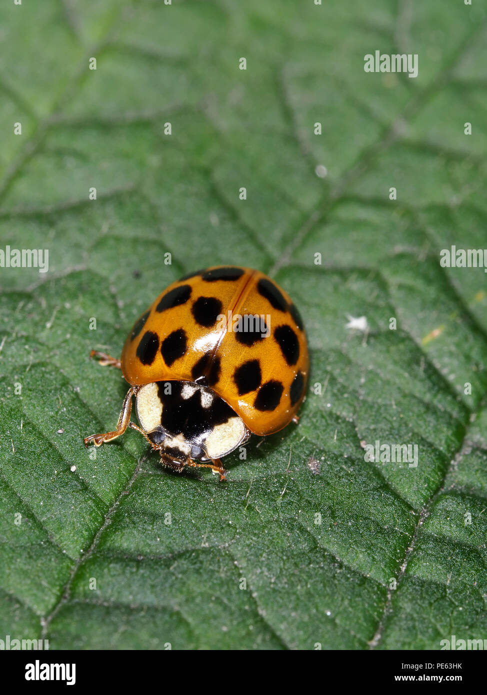 Asian ladybeetle - Harmonia axyridis Stock Photo
