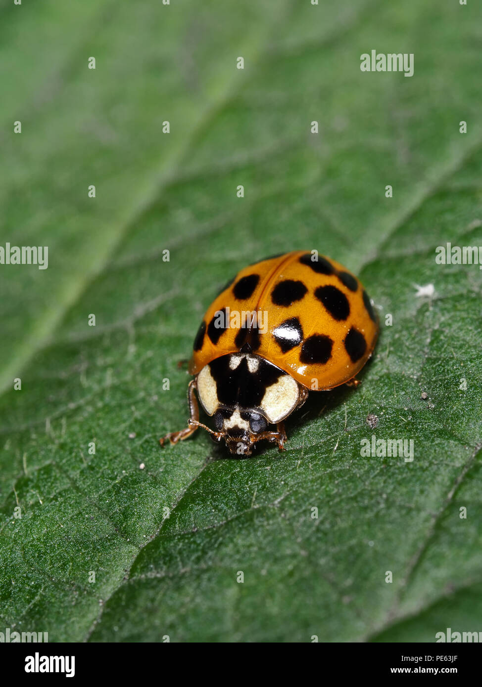 Asian ladybeetle - Harmonia axyridis Stock Photo
