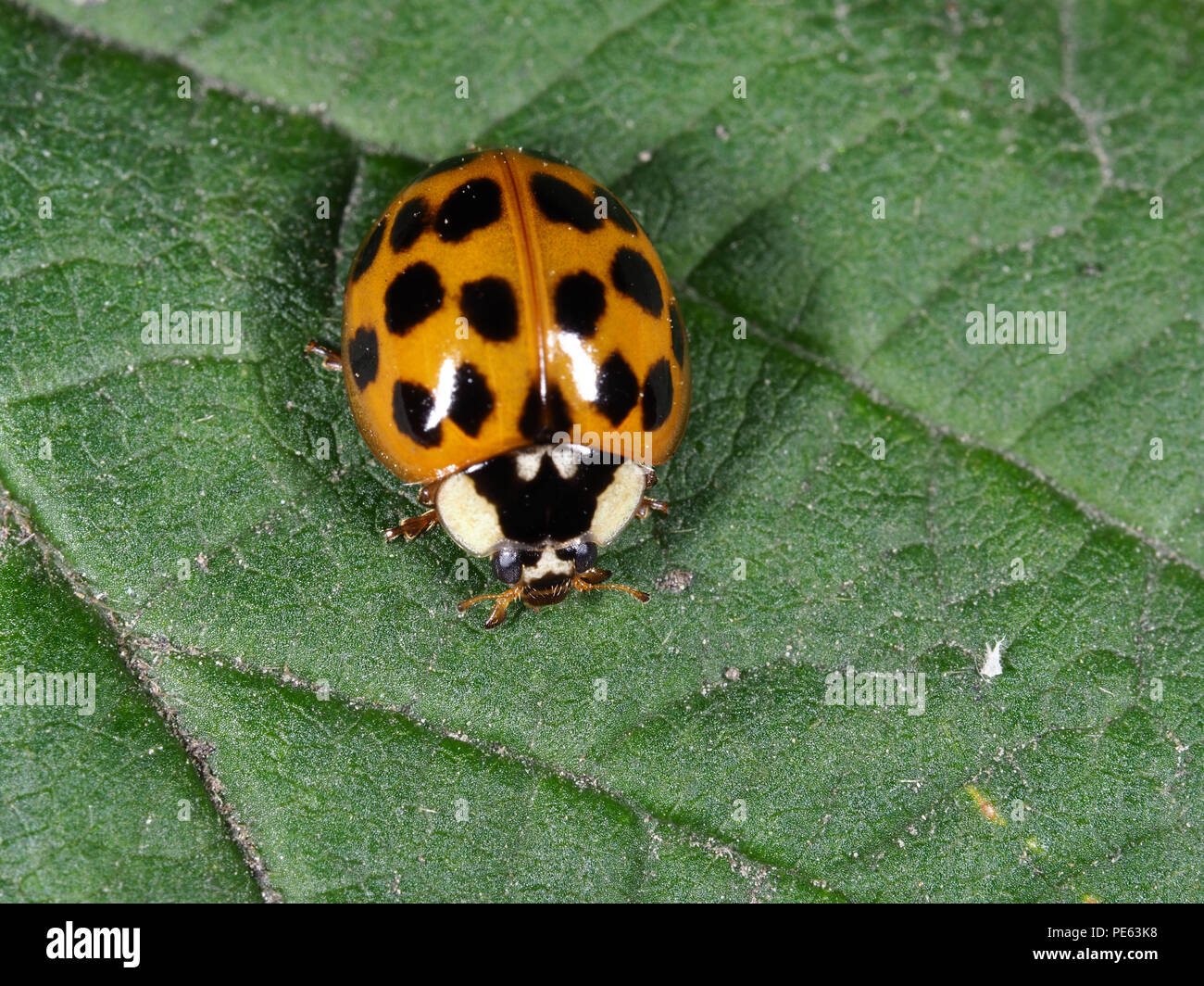 Asian ladybeetle - Harmonia axyridis Stock Photo