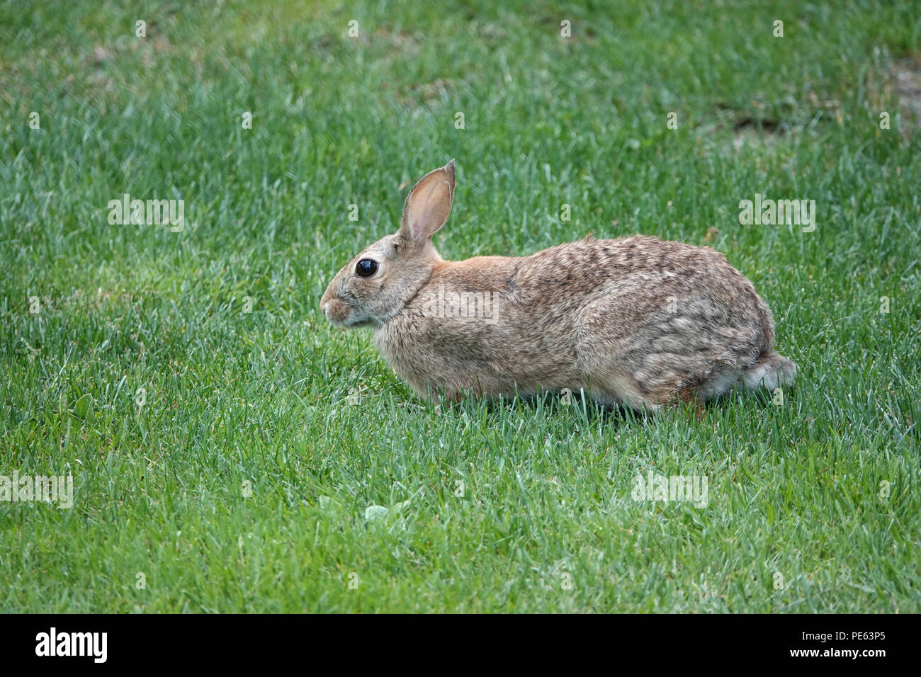 Adult eastern cottontail rabbit (Sylvilagus floridanus) on grass in Bellevue, WA, USA Stock Photo