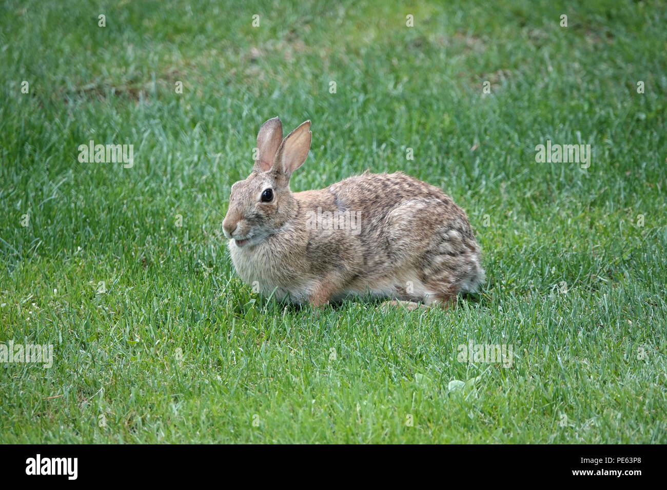 Rabbit on the grass hi-res stock photography and images - Alamy