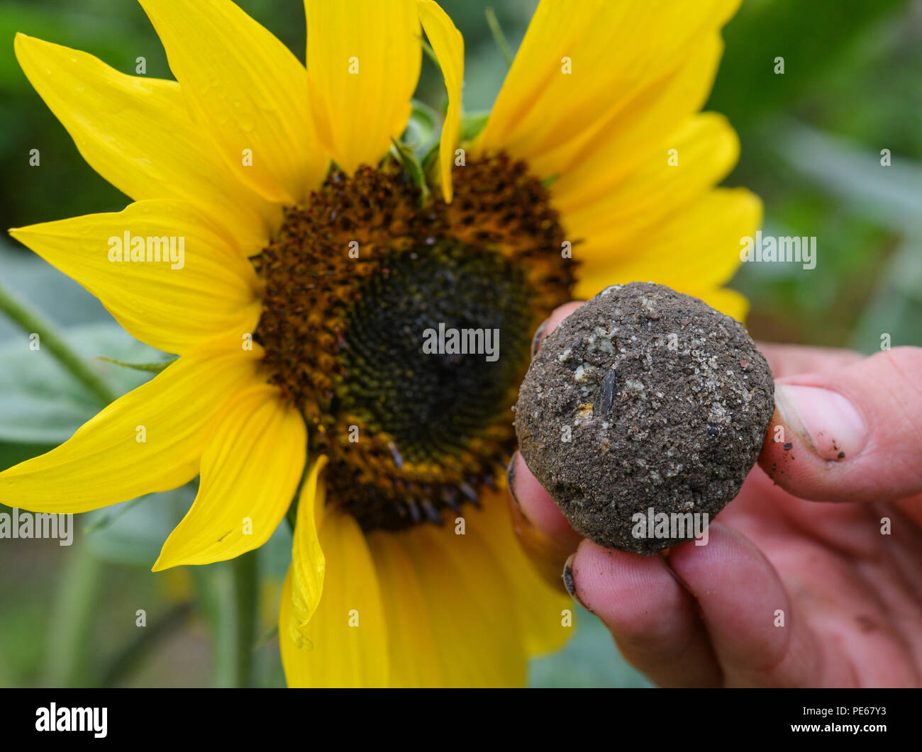 Different Types Of Sunflower Seeds High Resolution Stock Photography And Images Alamy