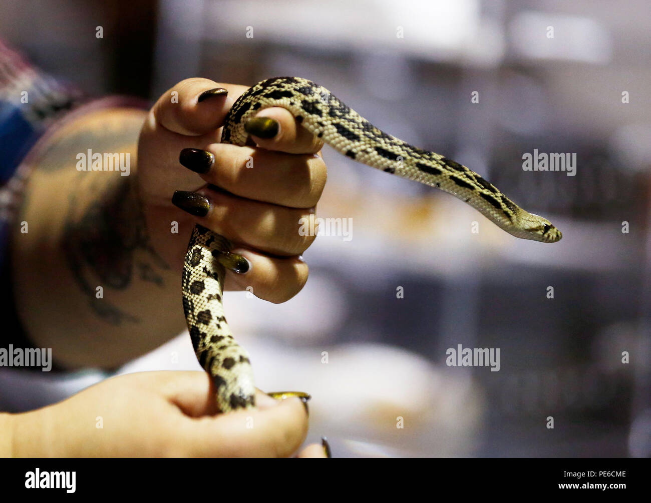 Los Angeles, USA. 12th Aug, 2018. A visitor holds a snake during the