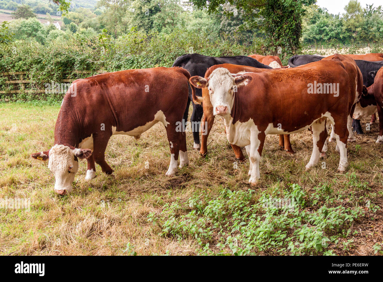 Sidmouth, Devon, 13th Aug 18 Following a weekend of heavy rain, cattle find a little fresh grass coming up where the heat of the summer had  previously scorched the grazing. Photo Central/Alamy Live News Stock Photo