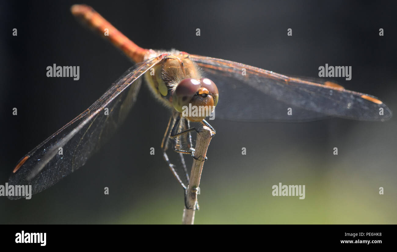 A male Common Darter dragonfly (Sympetrum striolatum) perches on a stick surveying its surroundings in a garden. Bedgebury Forest, Kent, UK Stock Photo