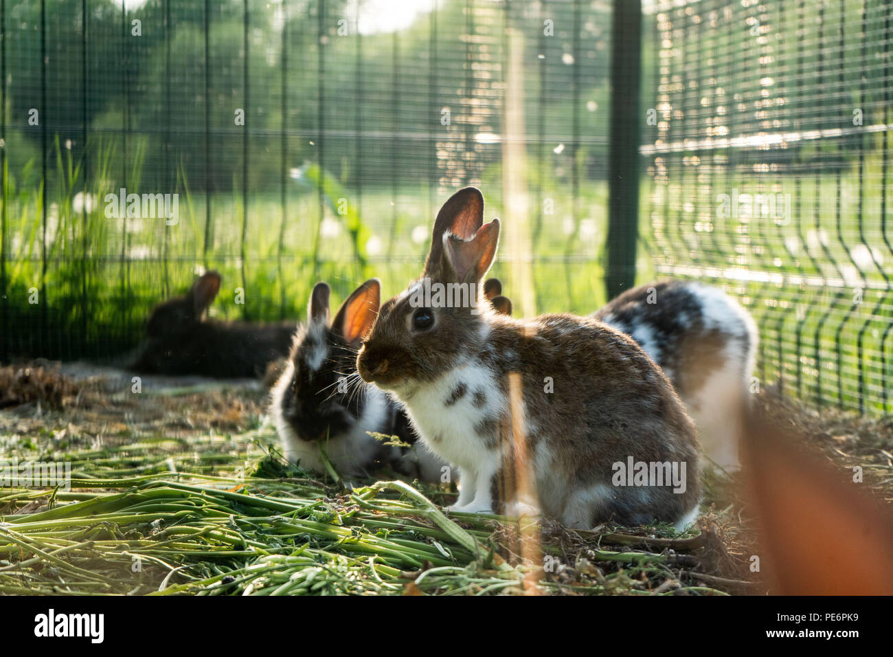 Rabbit in a cage rabbits in cage counter light evening, cage Stock