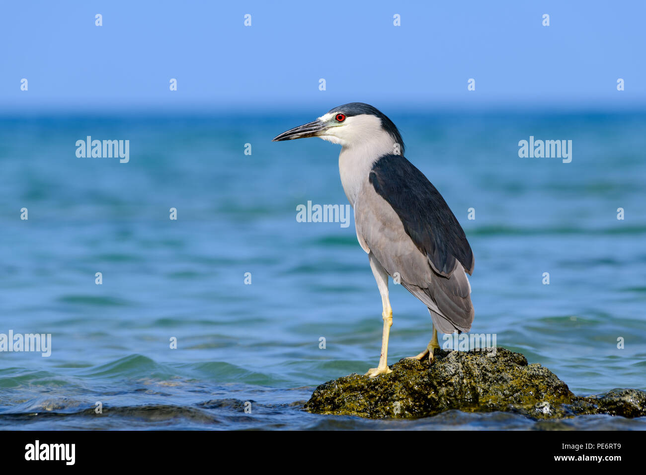Hawaiian Black Crowned Night Heron (Nycticorax nycticoras) or Auku'u perched on a lava rock in the Pacific ocean off the coast of Hawaii Stock Photo