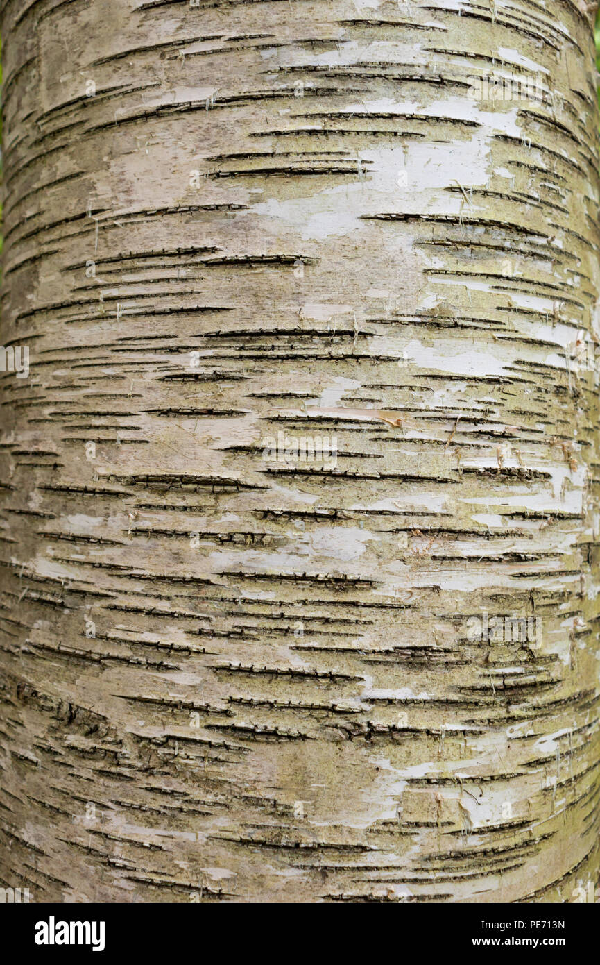 Lenticels hires stock photography and images Alamy