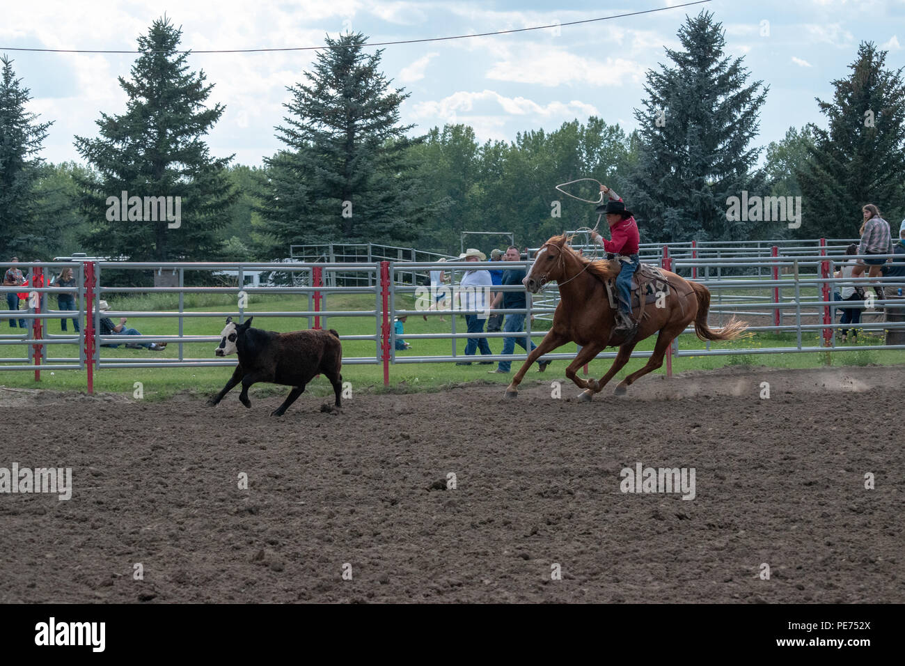 Breakaway Calf Roping at the Nanton Nite Rodeo, Nanton, Alberta, Canada ...