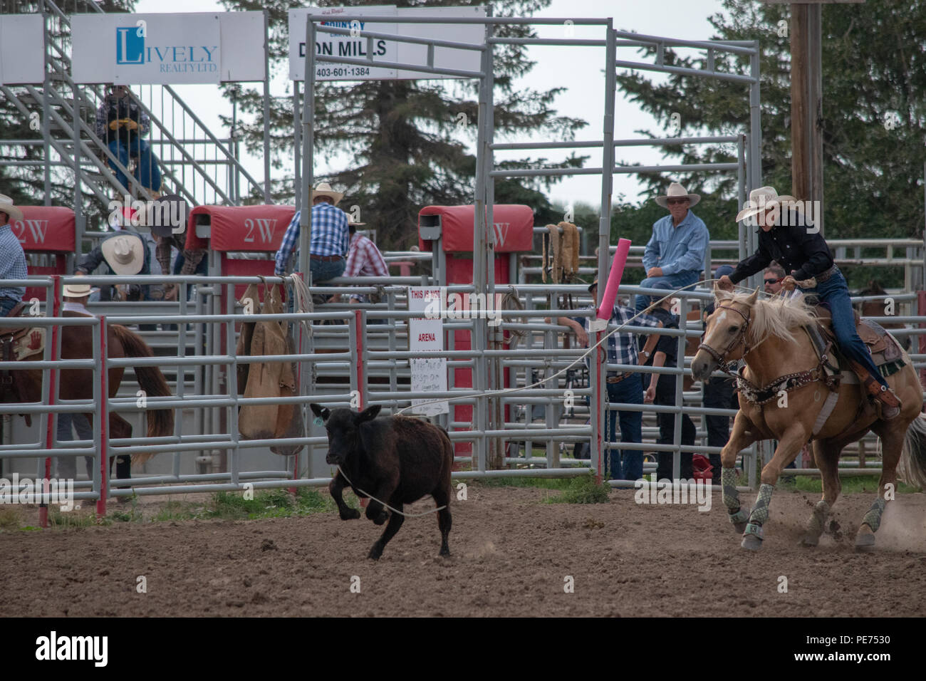 Breakaway Calf Roping at the Nanton Nite Rodeo, Nanton, Alberta, Canada ...