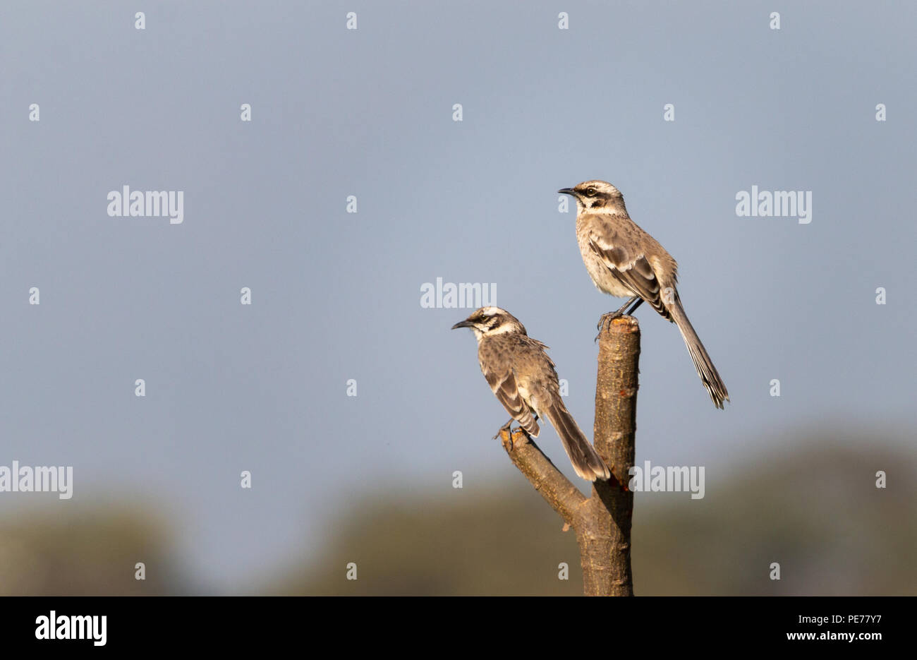 Long Tailed Mockingbirds On A Tree Branch