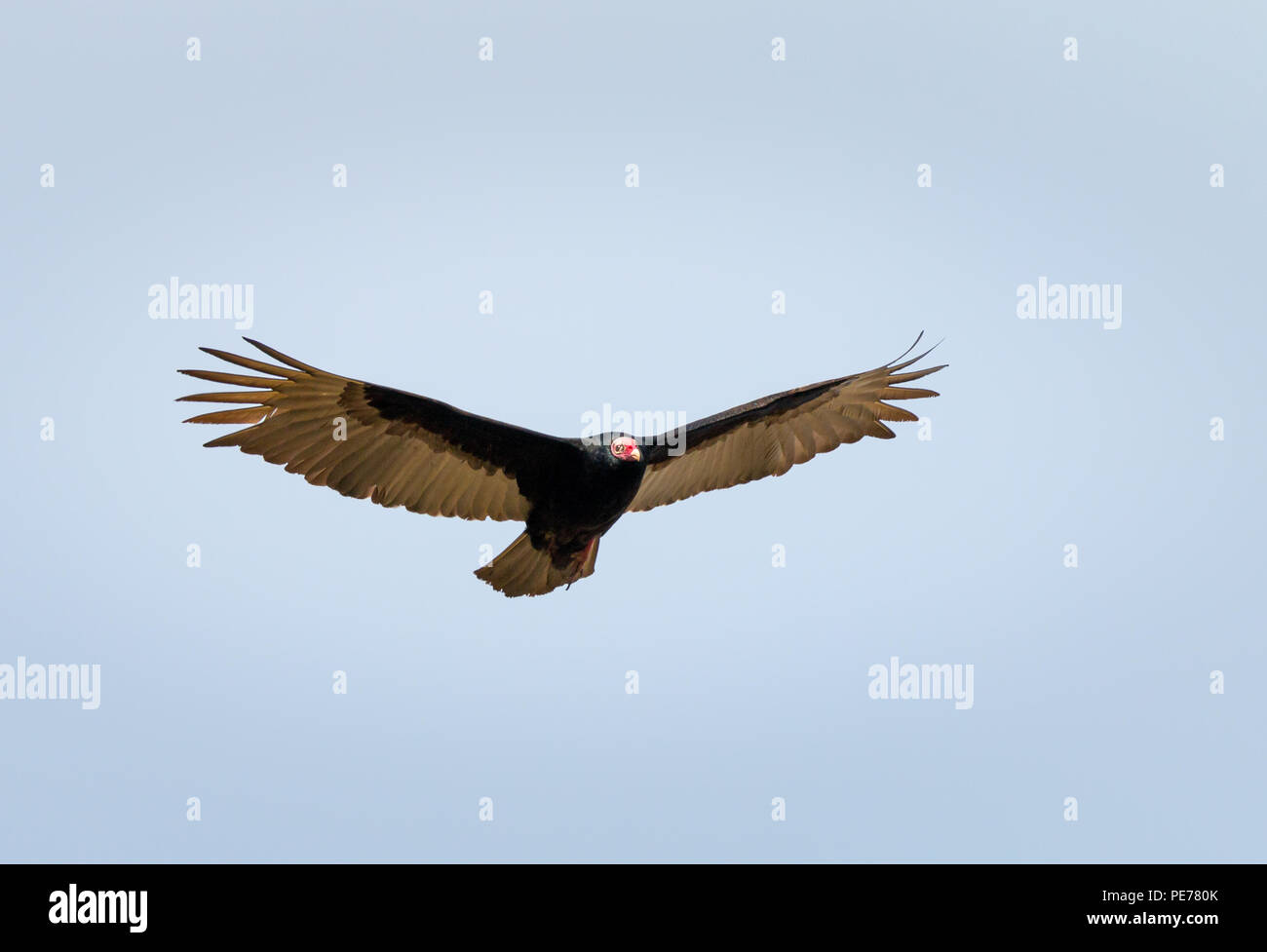 Turkey vulture wingspan hi-res stock photography and images - Alamy