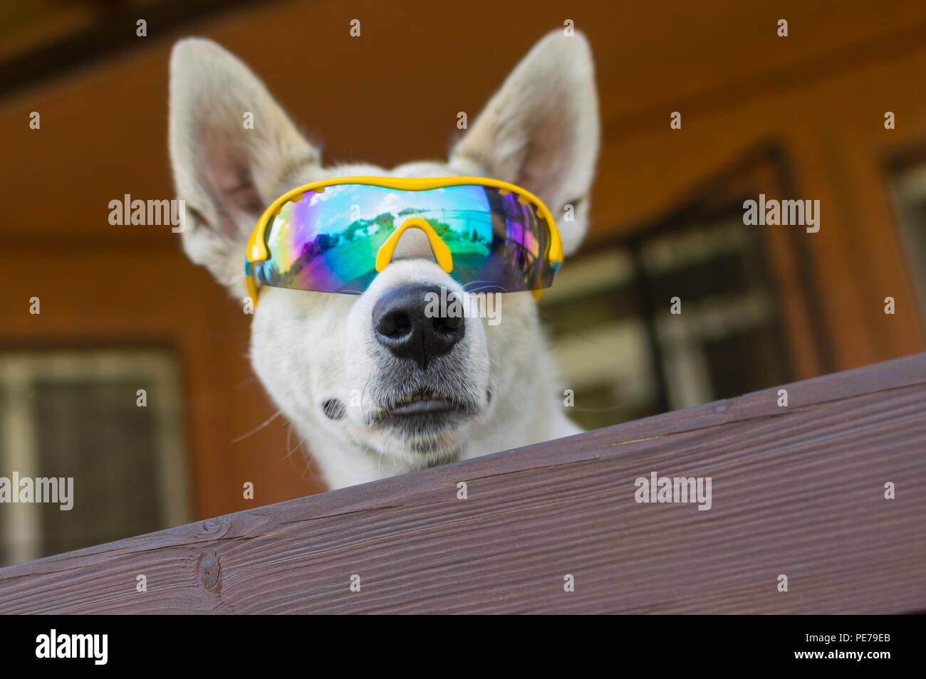 Portrait of white cross-breed dog in chameleon sunglasses guarding its house peeping out from fence Stock Photo
