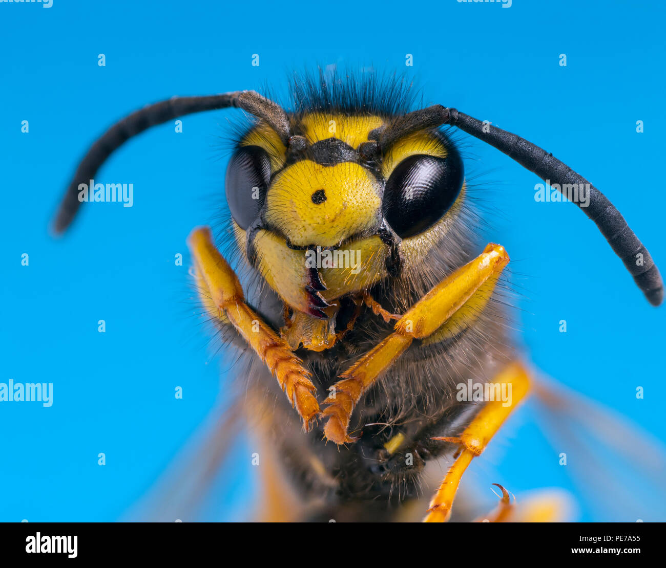 Common Wasp Vespula vulgaris macro head portrait Stock Photo