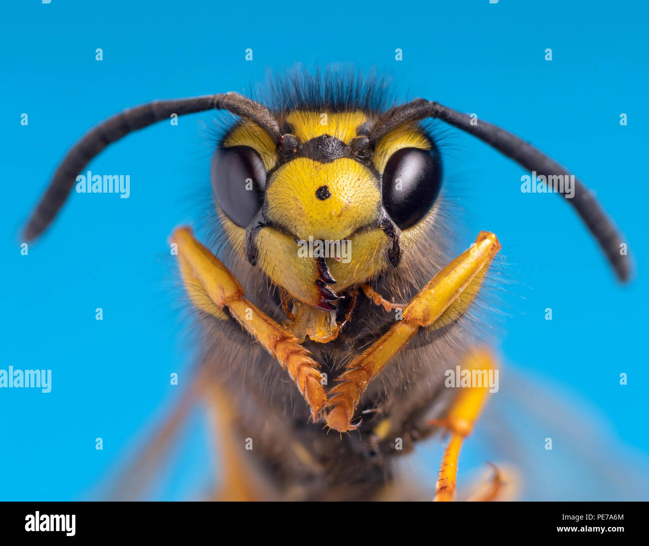 Common Wasp Vespula vulgaris macro head portrait Stock Photo
