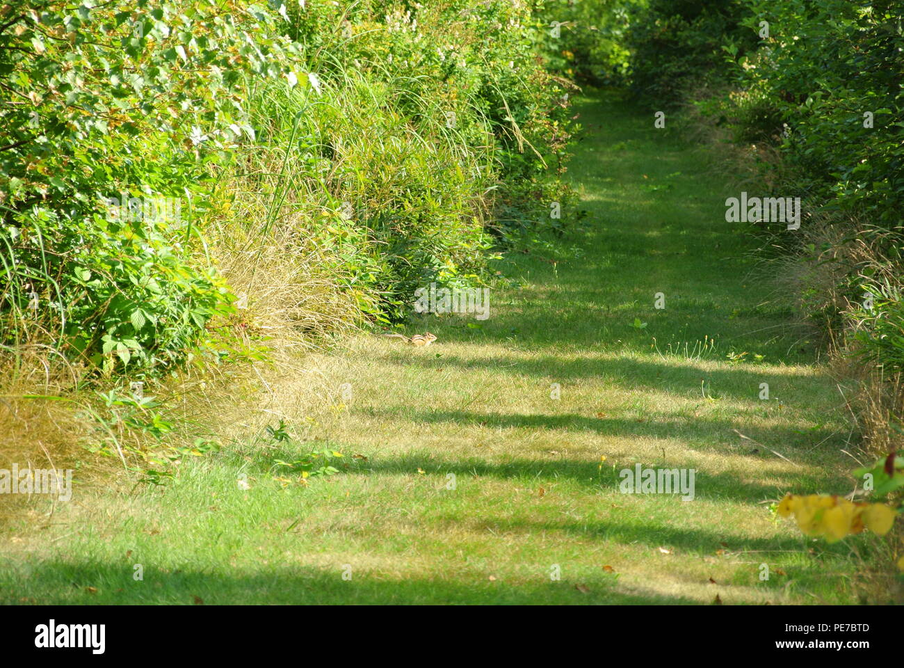 Green grass path through the woods on Prince Edward Island, Canada Stock Photo