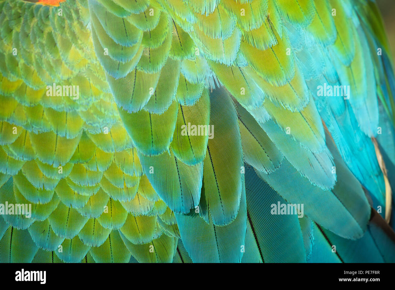 Expensive and exoitic hybrid pet Macaw closeup of feathers Stock Photo