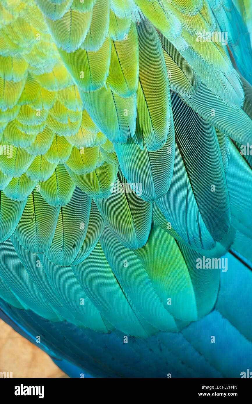 Expensive and exoitic hybrid pet Macaw closeup of feathers Stock Photo