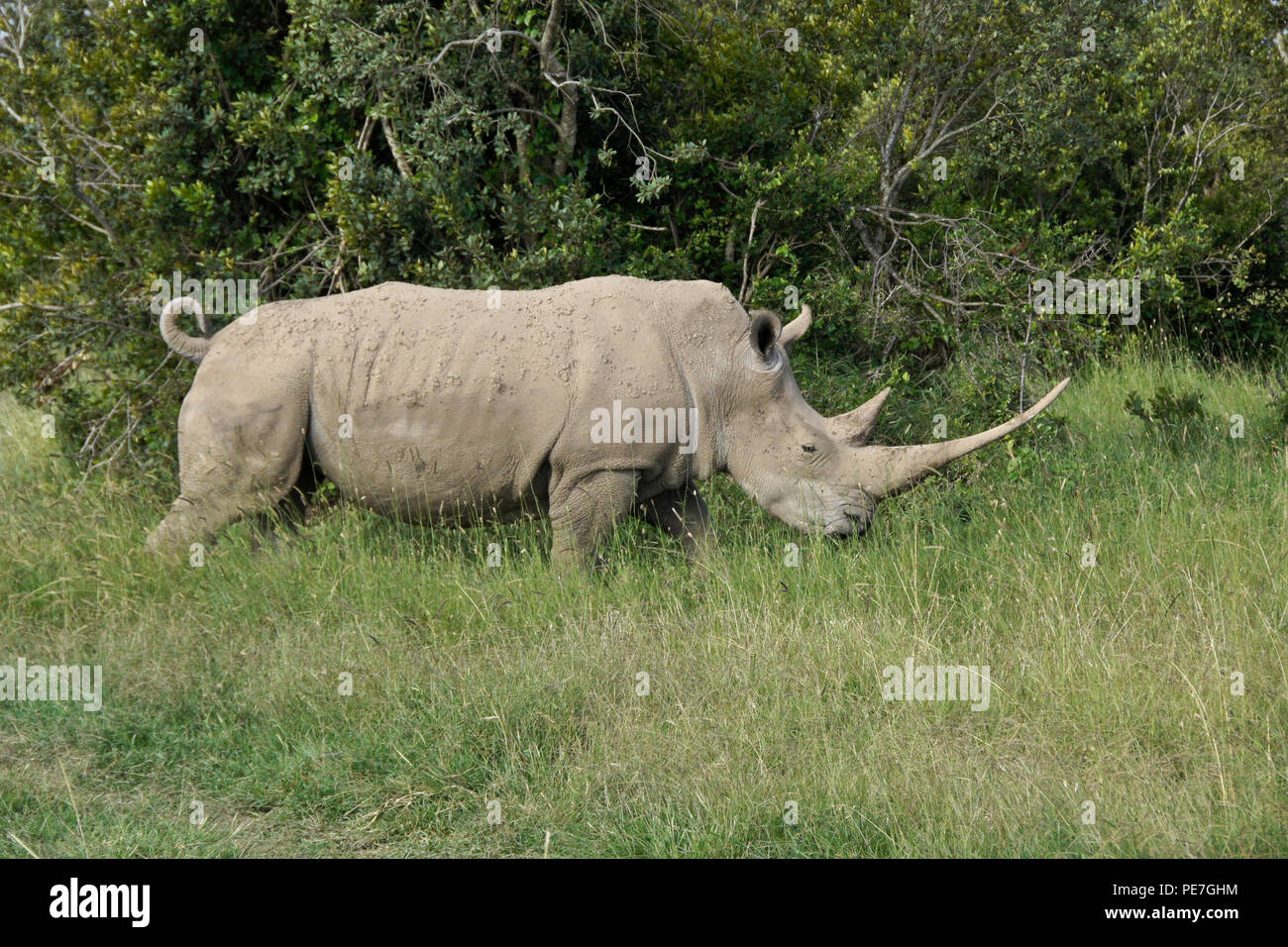 White rhino with curled tail and very long horn walking in the bush, Ol Pejeta Conservancy, Kenya Stock Photo