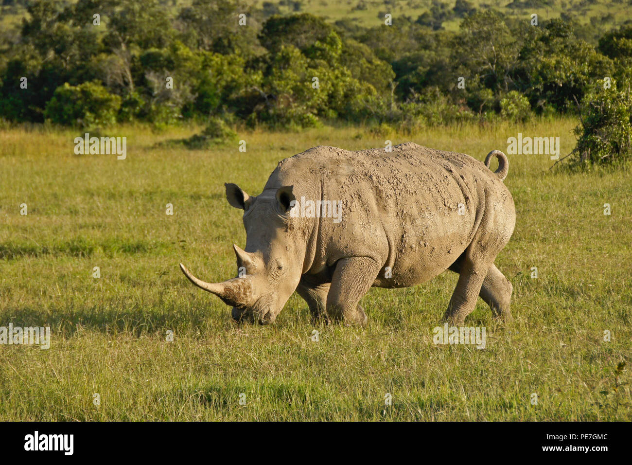 White rhino grazing in late-afternoon light, Ol Pejeta Conservancy ...