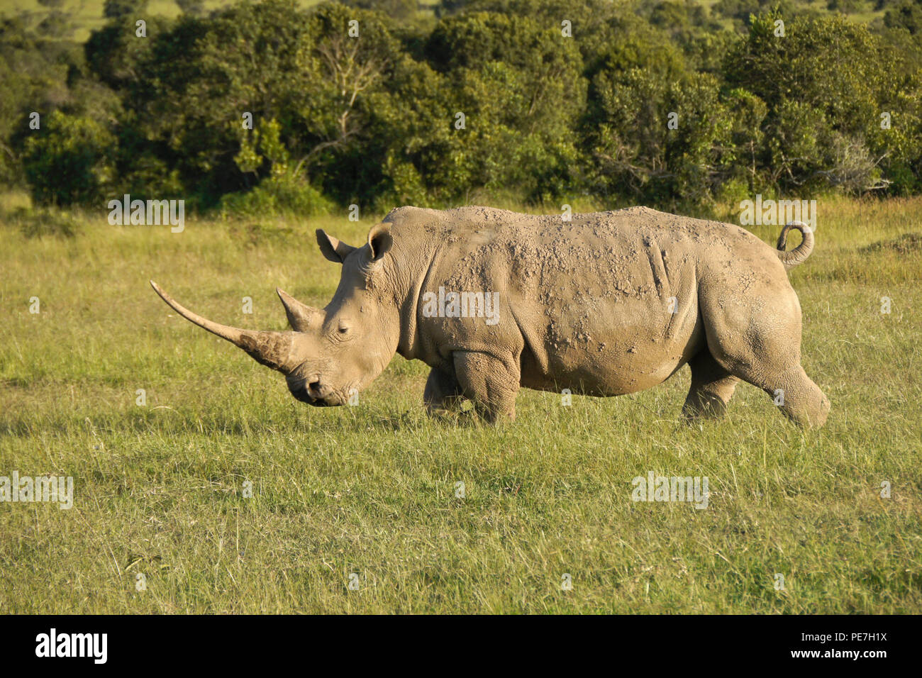 White rhino in late-afternoon light, Ol Pejeta Conservancy, Kenya Stock Photo