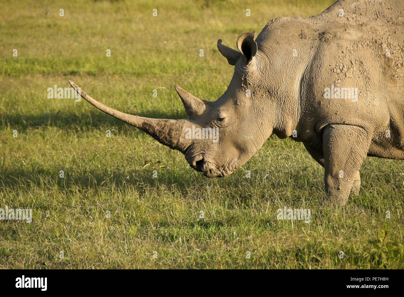 white-rhino-long-horn-high-resolution-stock-photography-and-images-alamy