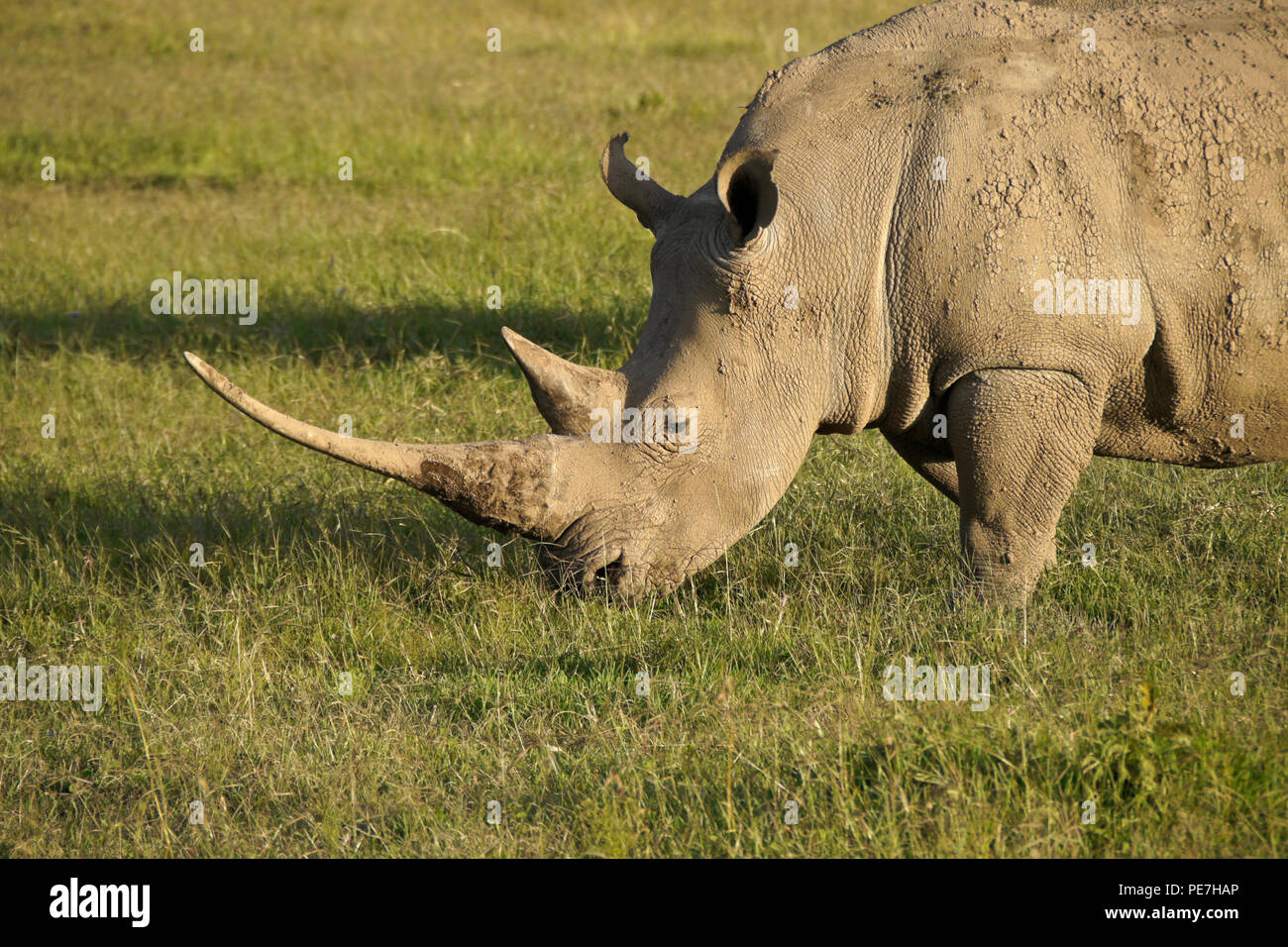 White rhinoceros with very long, sharp horn, Ol Pejeta Conservancy