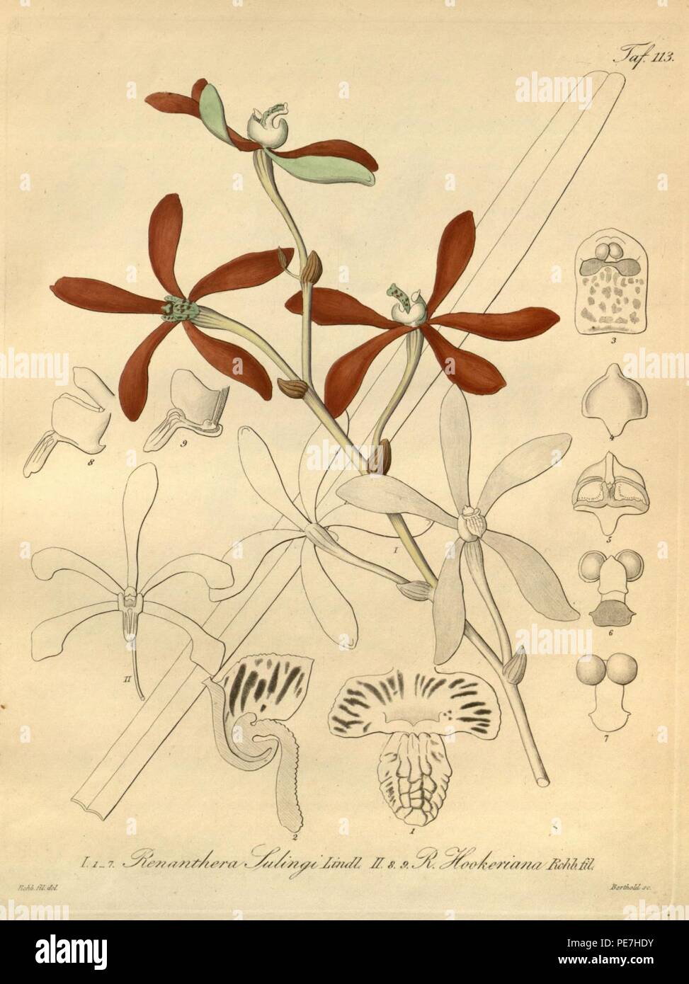 Armodorum sulingi (as Renanthera sulingi) - Arachnis hookeriana (as Renanthera hookeriana) - Xenia 2 pl 113. Stock Photo
