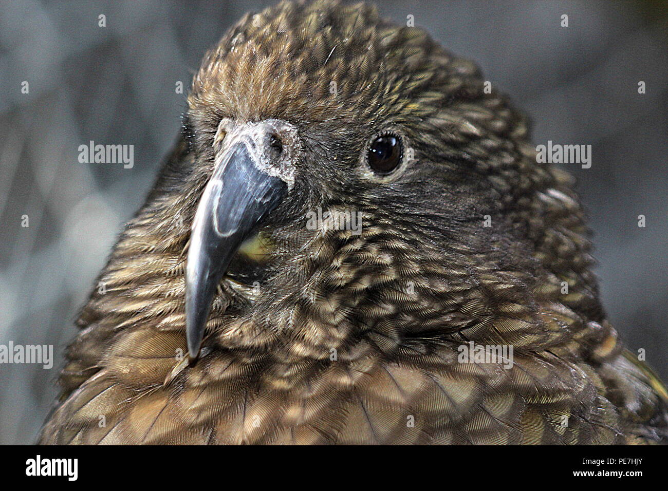 New zealand parrot hi-res stock photography and images - Alamy