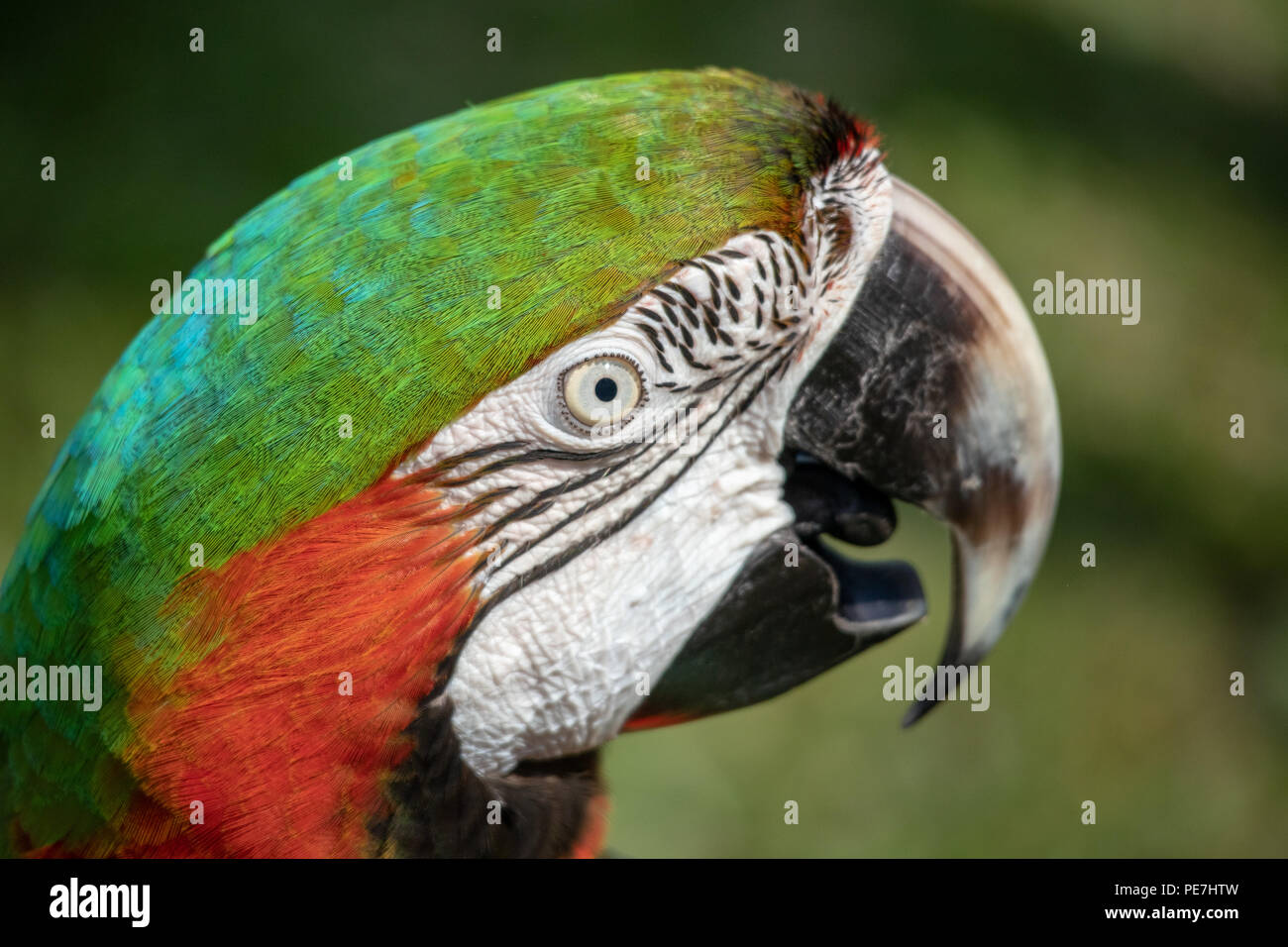 Picture of Expensive and exoitic hybrid pet Macaw colourful portrait Stock Photo ...