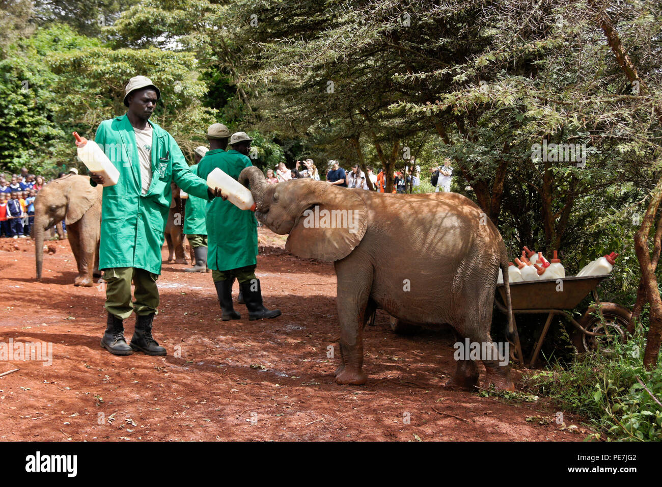 Caretaker giving milk to orphaned baby elephant, Sheldrick Wildlife