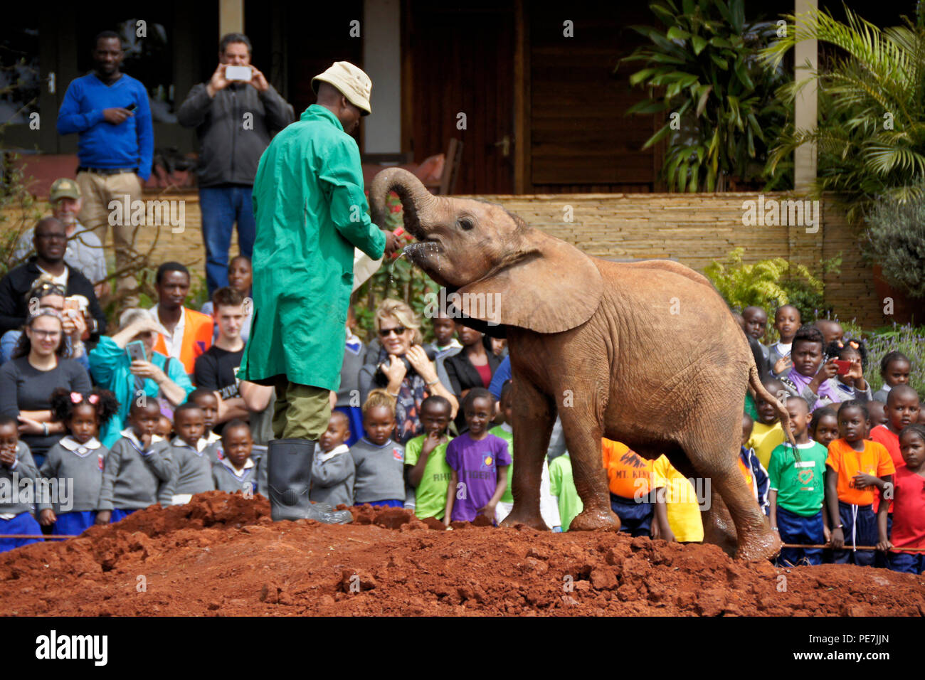 Caretaker giving milk to orphaned baby elephant, Sheldrick Wildlife Trust, Nairobi, Kenya Stock Photo
