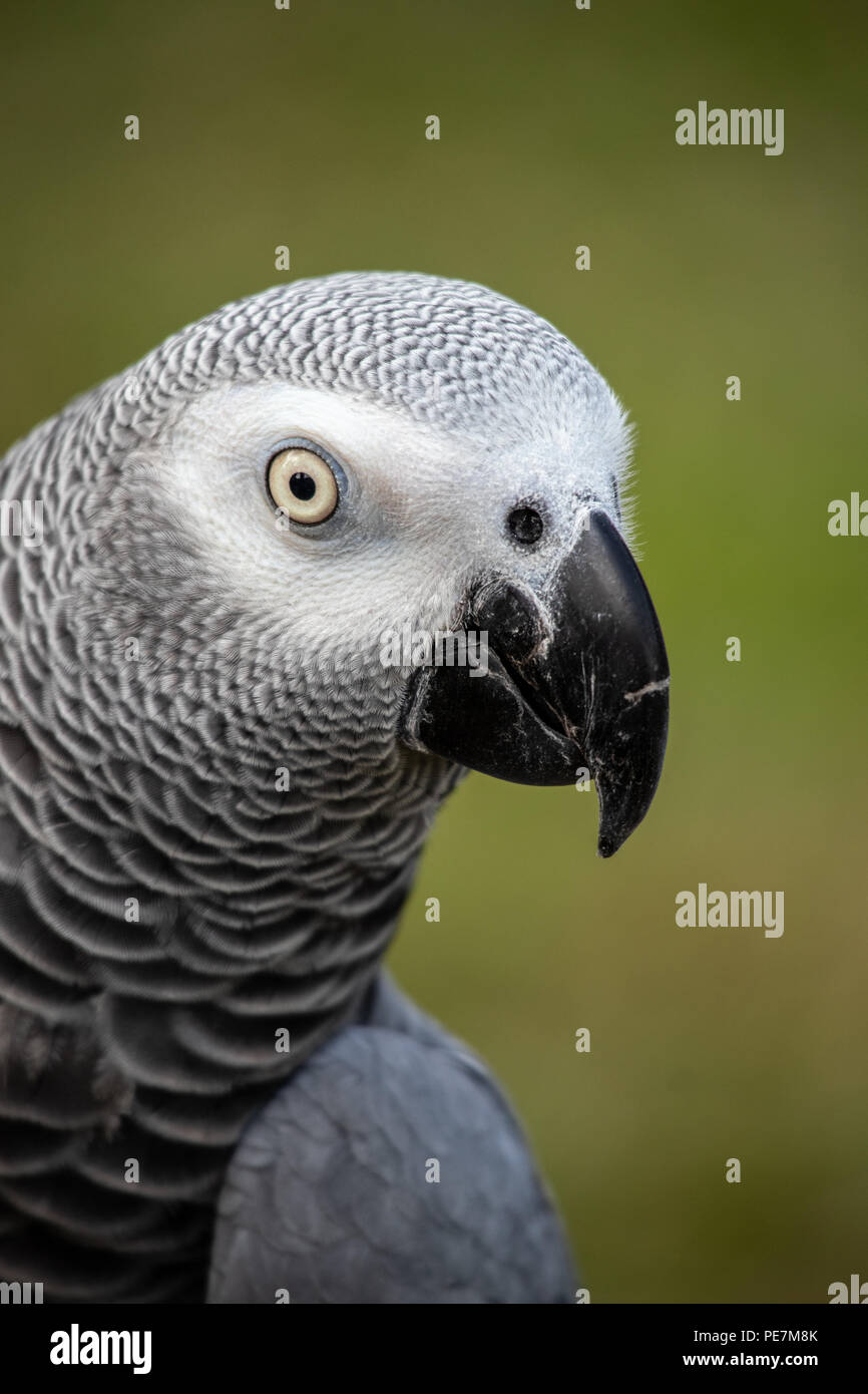 Pet African grey is a good mimic  and talker Stock Photo