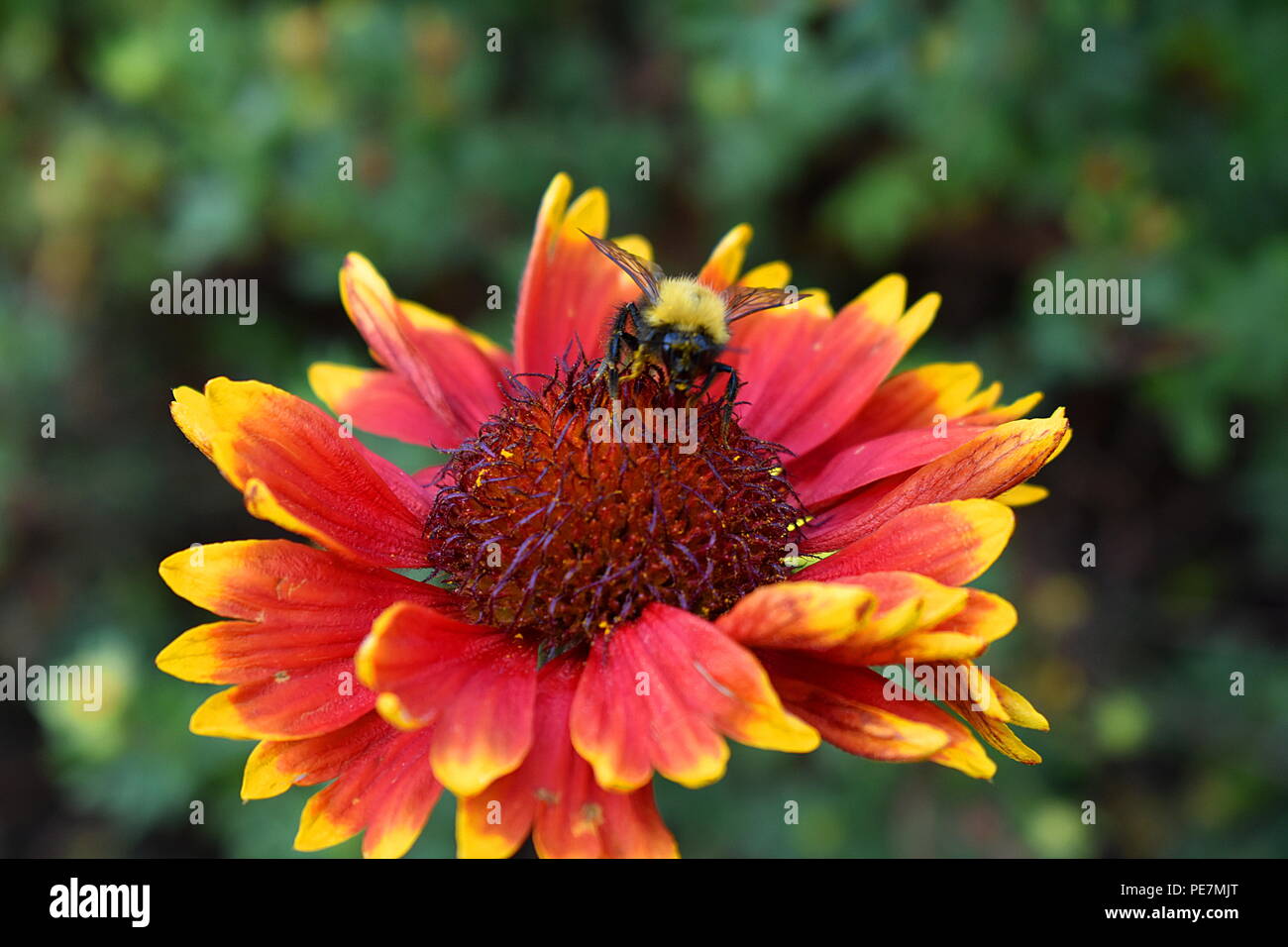 A bee in a firewheel (Gaillardia pulchella), Tadoussac, Canada Stock Photo