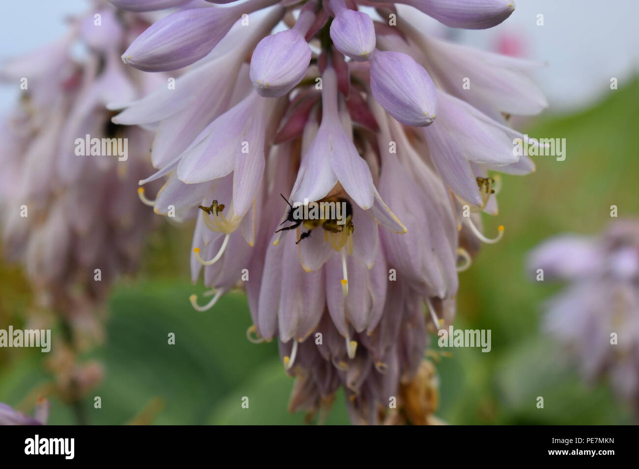 Flowers hostas hires stock photography and images Alamy