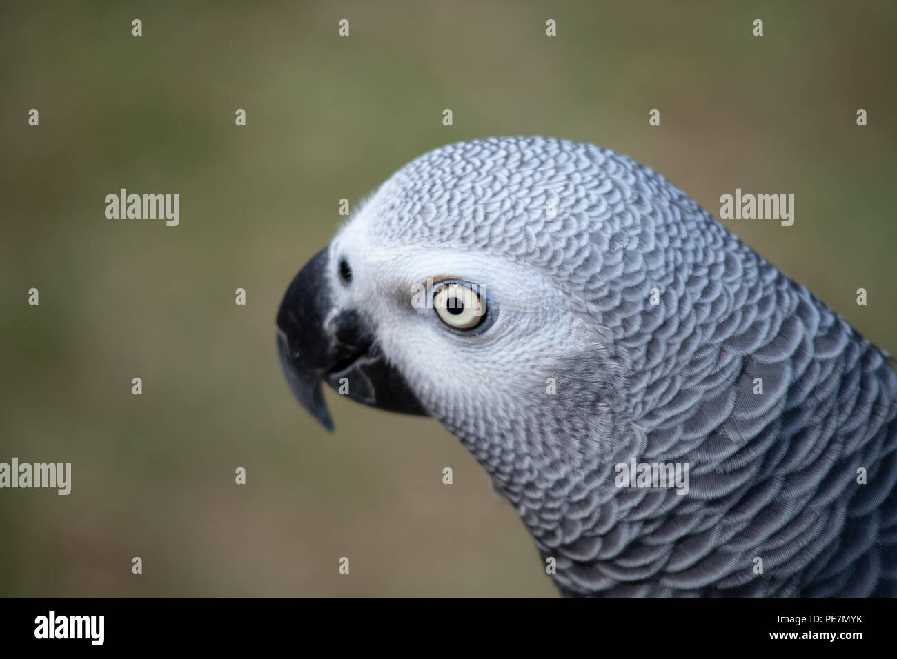 Pet African grey is a good mimic  and talker Stock Photo