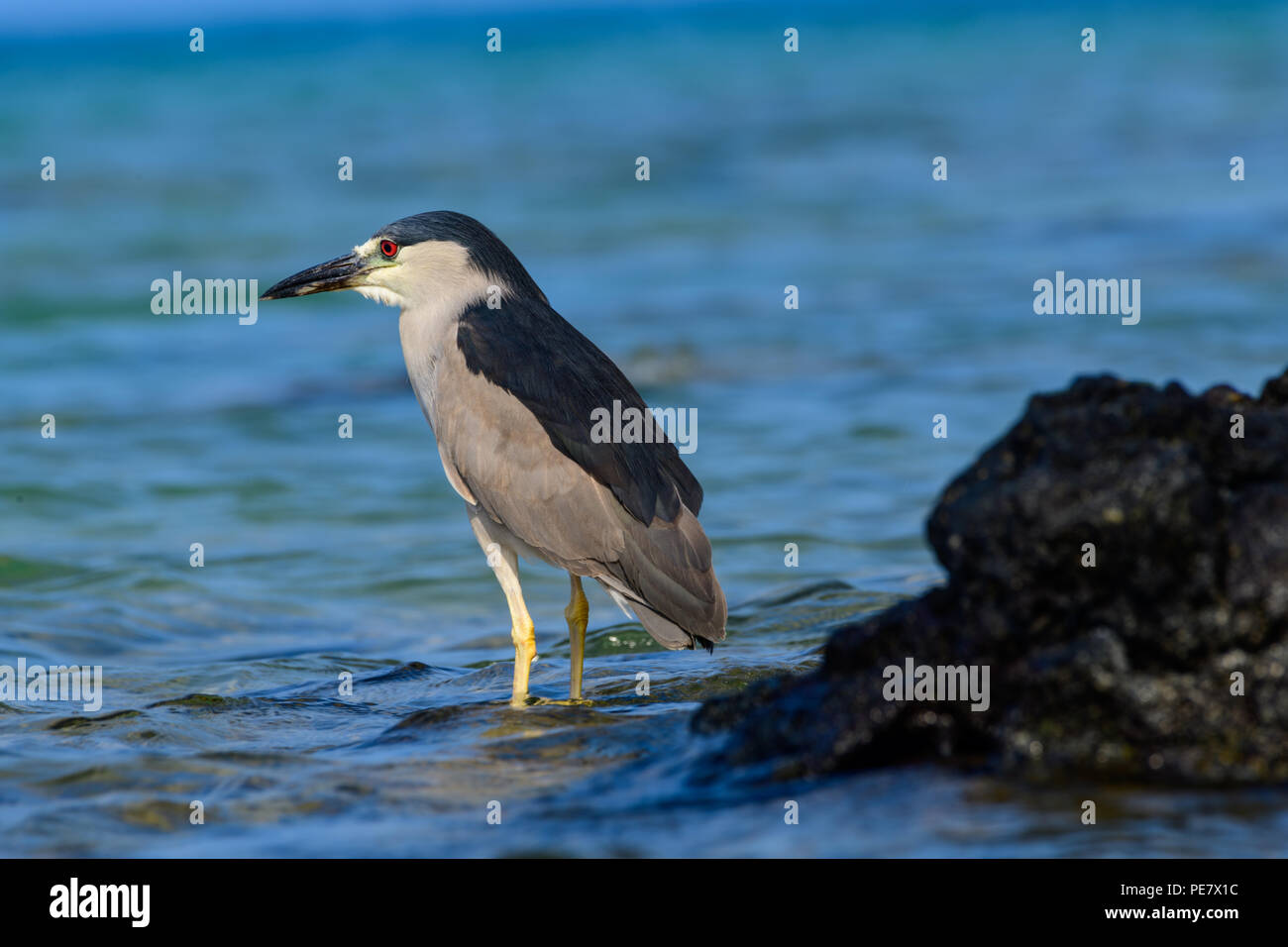 hawaiian Black Crowned Night Heron (Nycticorax nycticoras) or Auku'u perched on a lava rock in the Pacific ocean off the coast of Hawaii Stock Photo